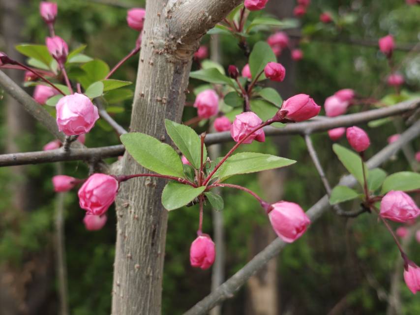 小程序体验版测试发图文