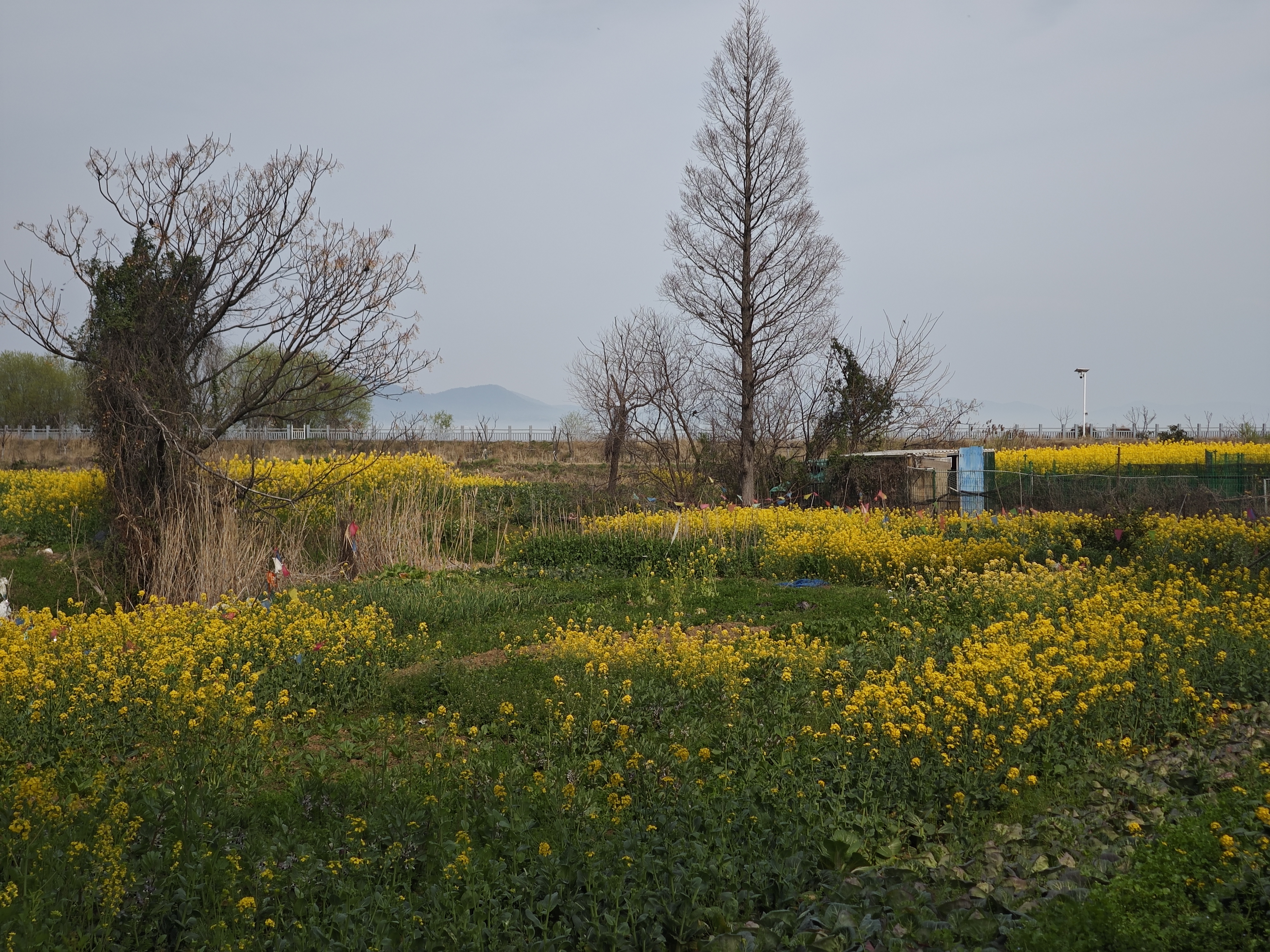 一座生活的岛屿，一种岛屿生活