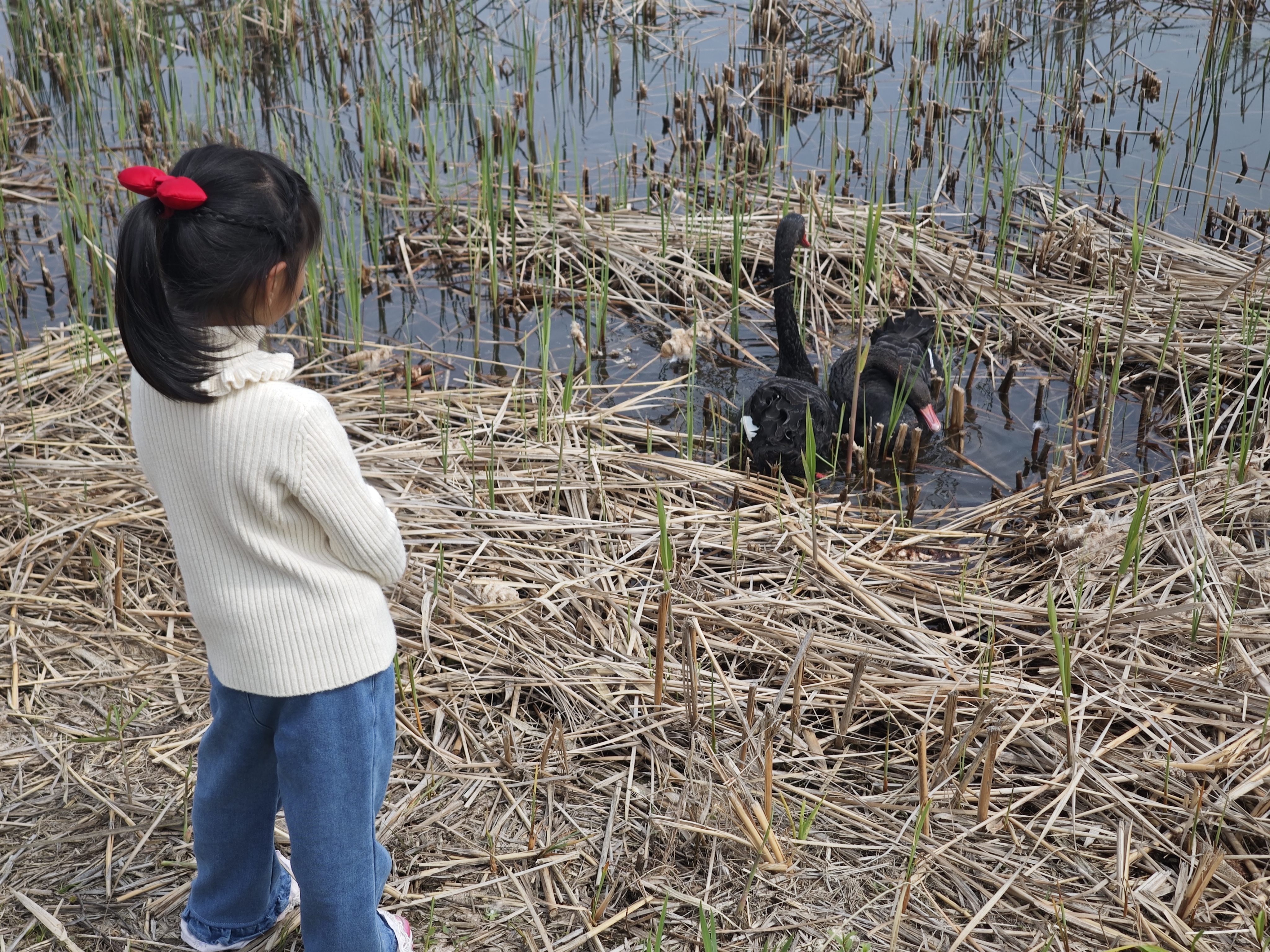 一座生活的岛屿，一种岛屿生活